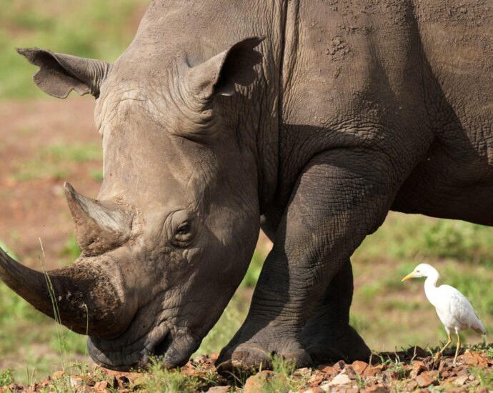 rhino-numbers-tick-higher,-but-poachers-lurk-amid-high-demand-for-horns