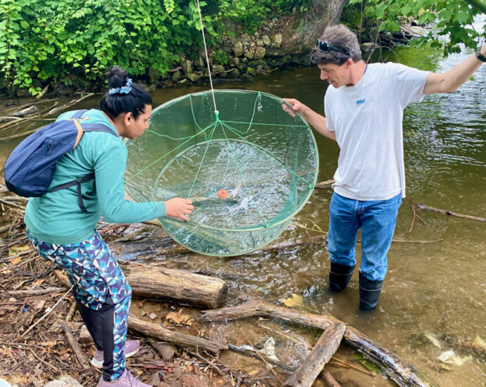 baltimore-city-is-investing-in-wetlands-restoration-for-climate-resiliency-and-adaptation.-scientists-warn-about-unintended-consequences