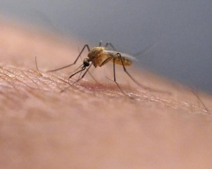 mosquito-borne-virus-spread-at-‘unprecedented’-levels-in-la-county.-climate-change-may-make-things-worse