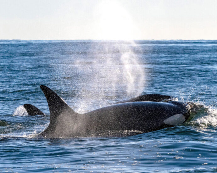 killer-whales-in-chile-have-begun-preying-on-dolphins.-what-does-it-mean?