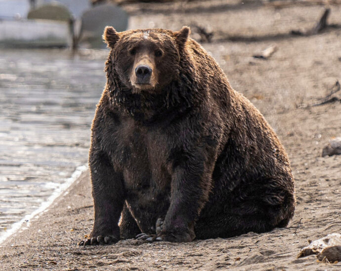 voting-begins-for-alaska’s-fat-bear-week-after-one-contestant-was-killed-in-an-attack