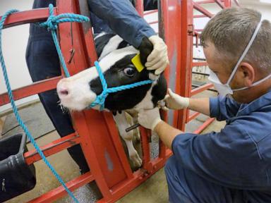 two-california-dairy-workers-were-infected-with-bird-flu,-latest-human-cases-in-us