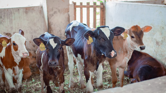 iaea-helps-burundi-ensure-food-security-with-healthy-cattle