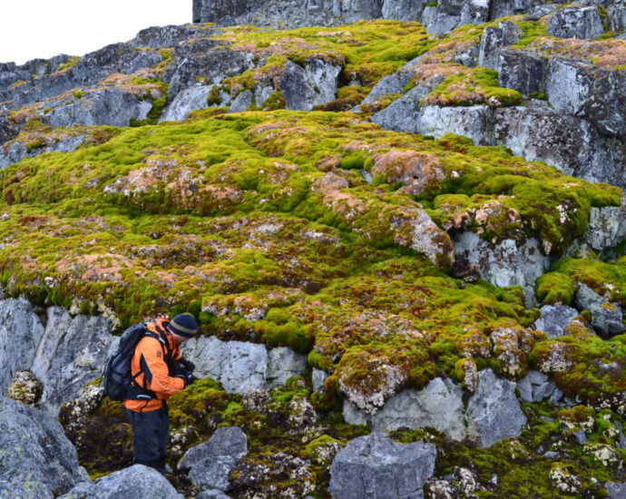 greening-of-antarctica-is-another-sign-of-significant-climate-shift-on-the-frozen-continent