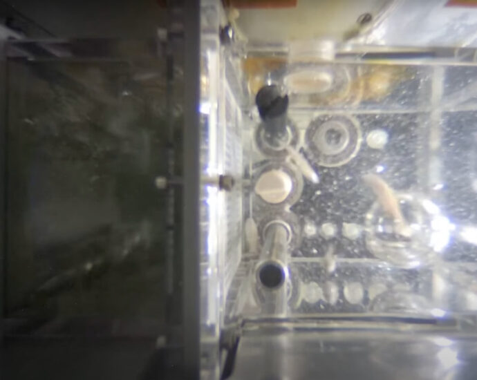 China aims to breed zebrafish aboard Tiangong space station (video)