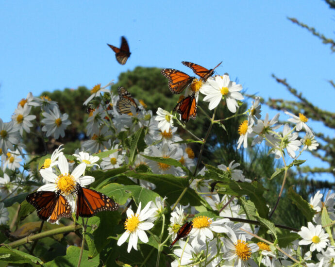 record-breaking-heat-waves-add-to-risks-for-western-monarchs