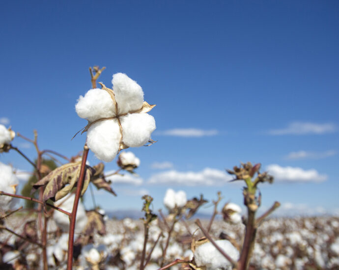 cotton-fields-in-ukraine?-yes,-to-tackle-global-gunpowder-shortage