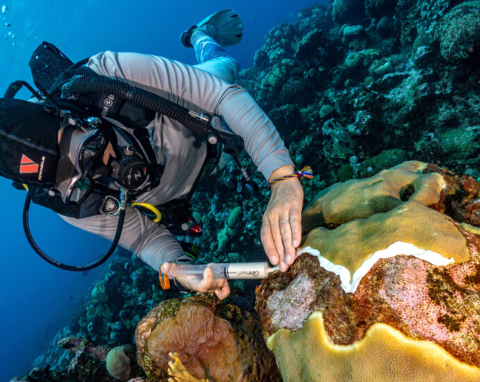 biobanking-corals:-one-woman’s-mission-to-save-coral-genetics-in-turks-and-caicos-to-rebuild-reefs-of-the-future