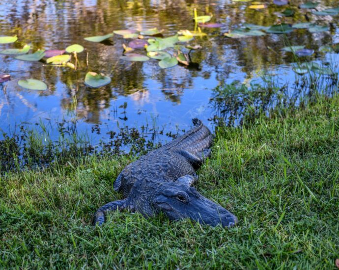 from-displacing-alligators-to-stranding-manatees,-how-hurricanes-disrupt-wildlife