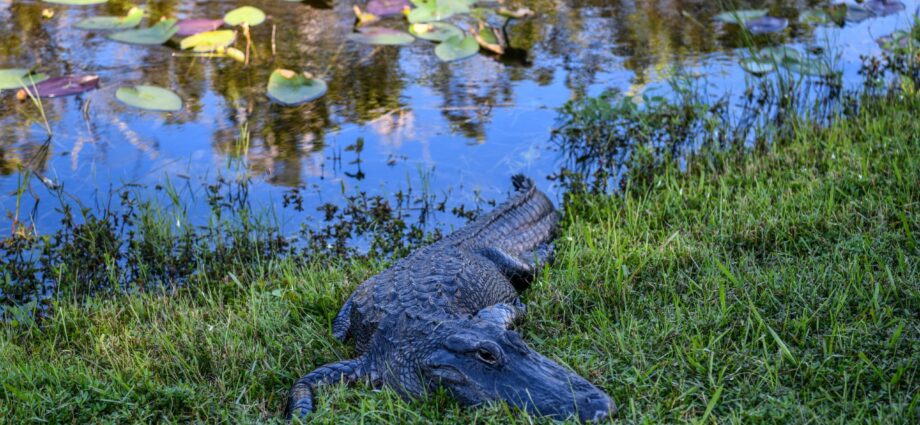 from-displacing-alligators-to-stranding-manatees,-how-hurricanes-disrupt-wildlife