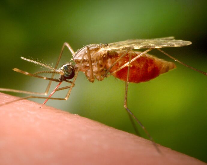 ‘historic’:-egypt-declared-malaria-free-by-the-world-health-organization