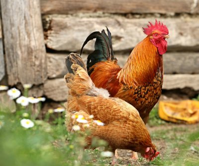 four-farm-workers-in-washington-state-test-positive-for-bird-flu