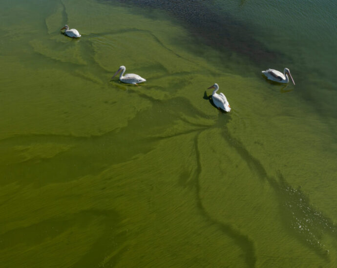 toxic-blooms-in-new-york’s-finger-lakes-set-record-in-2024