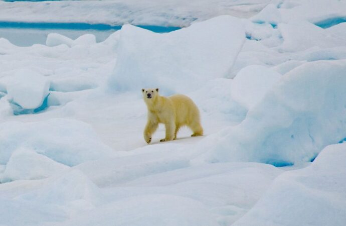 polar-bears-are-being-exposed-to-more-pathogens-as-the-climate-warms