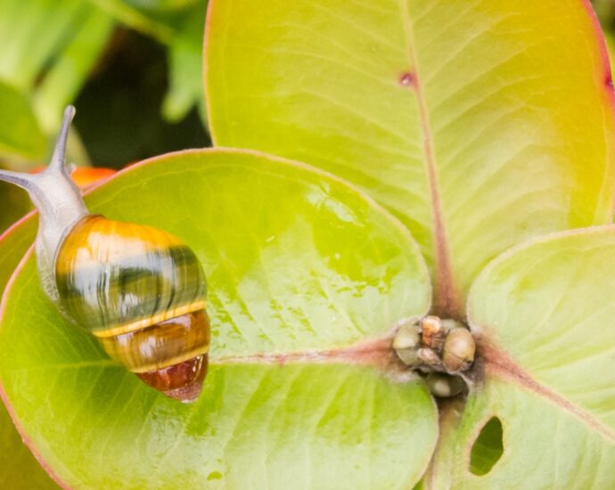 meet-hawaii’s-‘jewels-of-the-forest’-—-some-of-the-rarest-animals-on-earth