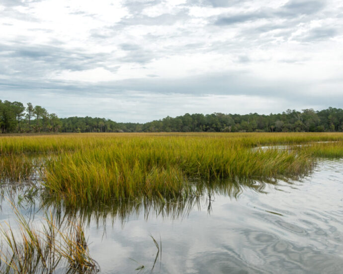 endangered-bats-have-slowed,-but-not-stopped,-a-waterfront-mega-development-in-charleston.-could-flood-risk?