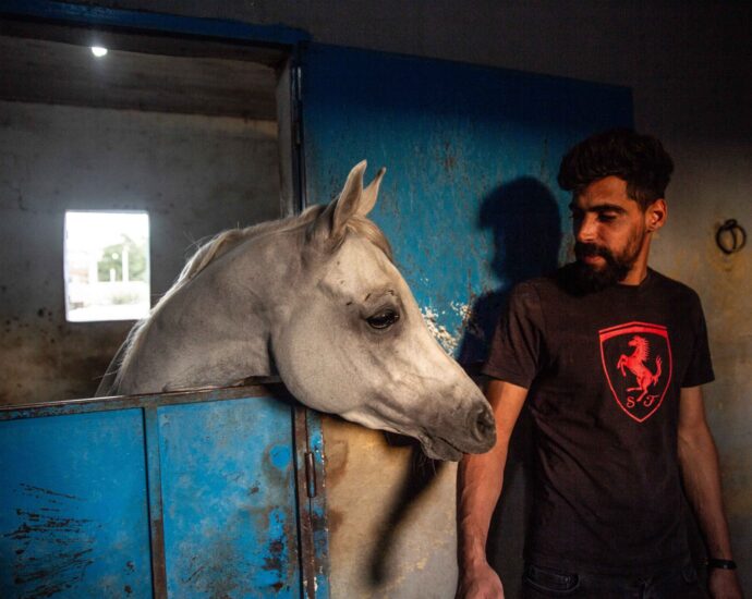 traumatised-horses-saved-from-israel’s-bombs-find-refuge-in-bekaa-valley