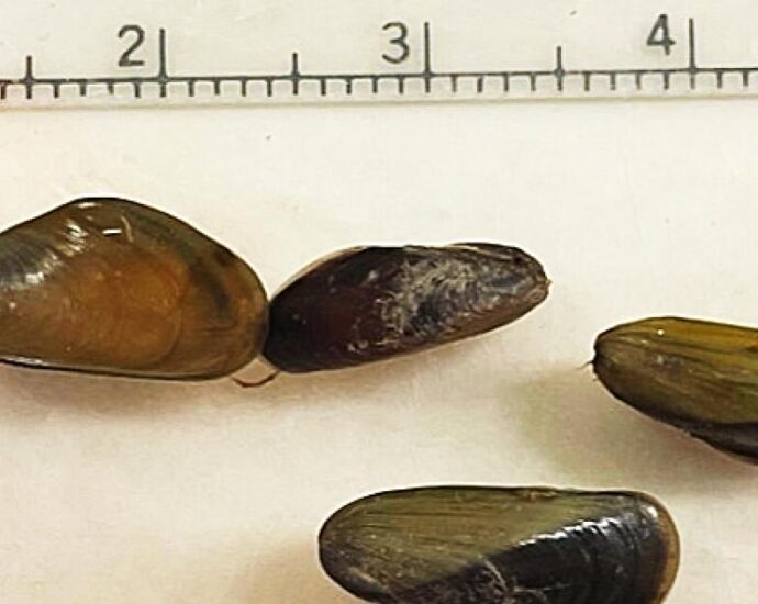 invasive-mussel-found-in-north-america-for-first-time,-posing-immediate-threat-in-california’s-delta