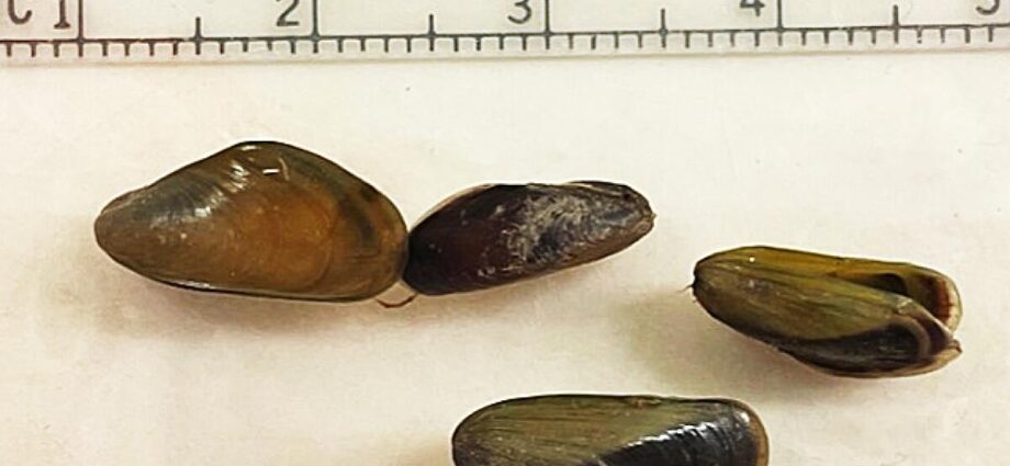 invasive-mussel-found-in-north-america-for-first-time,-posing-immediate-threat-in-california’s-delta