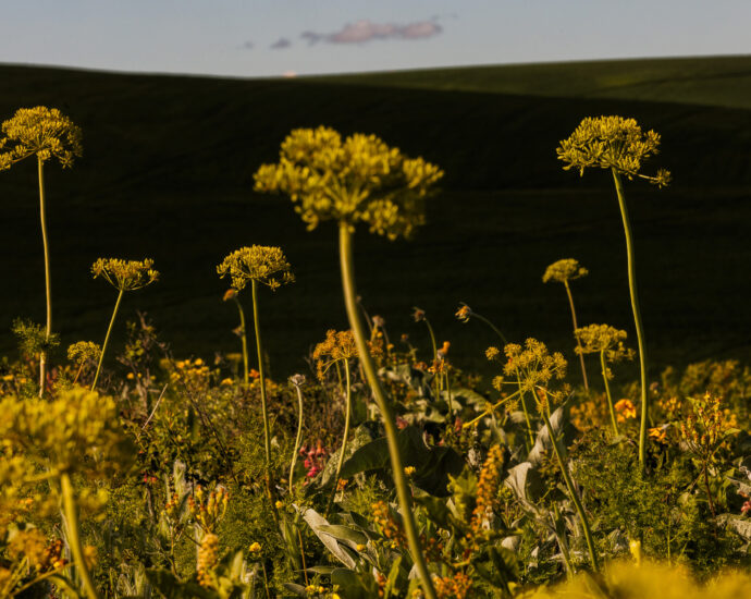 your-lawn-could-host-an-endangered-ecosystem