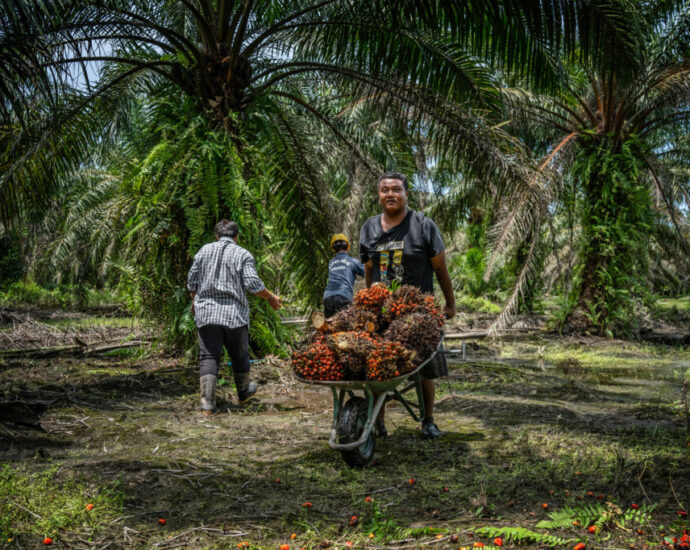 changes-may-ease-burdens-of-european-deforestation-regulation-on-small-palm-farms,-but-not-the-confusion