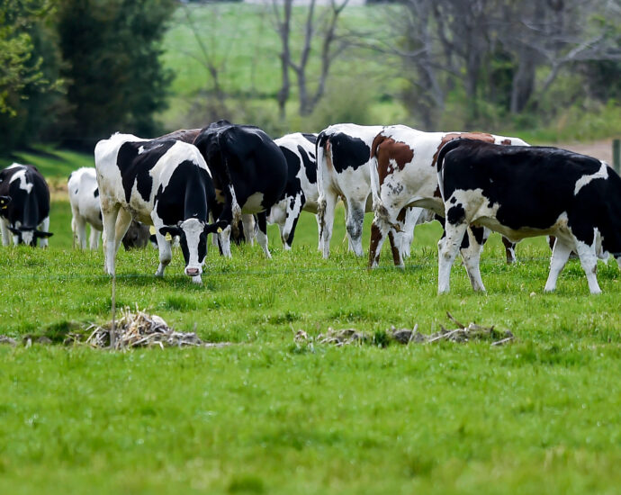 returning-grazing-land-to-native-forests-would-yield-big-climate-benefits