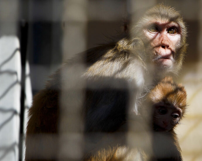 40-monkeys-escape-research-facility,-police-warn-locals-to-lock-their-doors