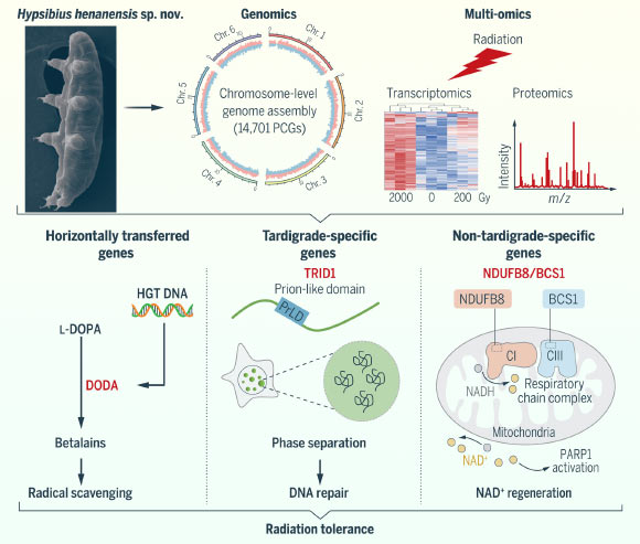 Previously Unknown Species Sheds Light on Mechanism of Radiotolerance in Tardigrades