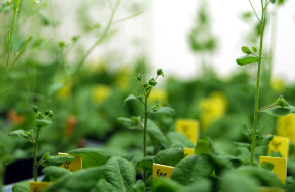 Scientists Investigate Inner Workings of DNA Methylation in Plants