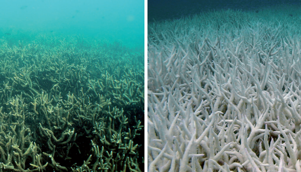 from-vibrant-corals-to-white-skeletons:-climate-change-and-looming-existential-threats-to-coral-reefs