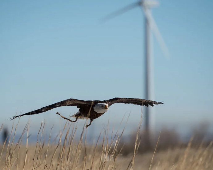 wind-turbines-can-kill-birds,-but-not-as-many-as-fossil-fuels-and-other-anthropogenic-impacts