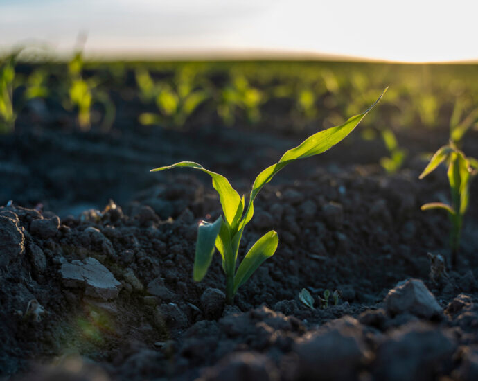 making-agriculture-more-resilient-to-climate-change