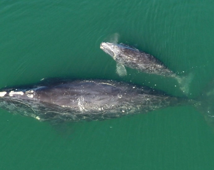 can-70-moms-save-the-endangered-north-atlantic-right-whale?