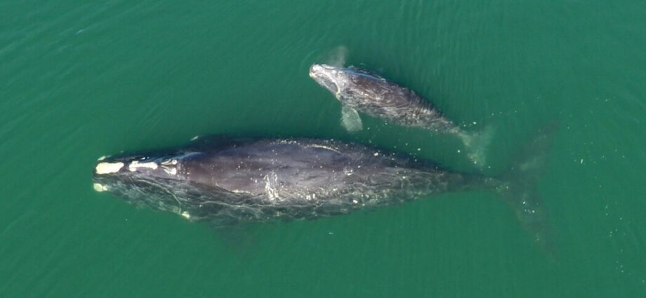 can-70-moms-save-the-endangered-north-atlantic-right-whale?