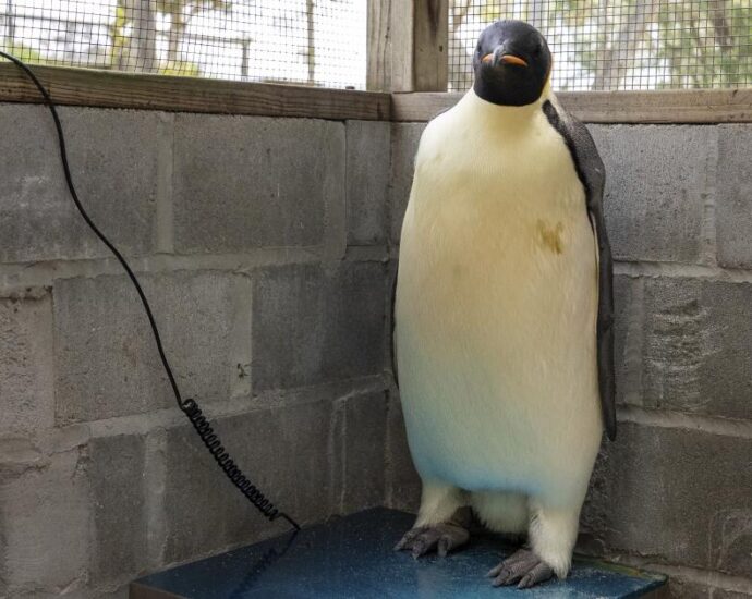 first-emperor-penguin-known-to-reach-australia-found-on-tourist-beach