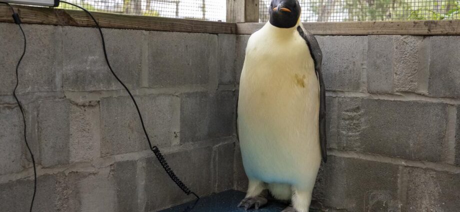 first-emperor-penguin-known-to-reach-australia-found-on-tourist-beach