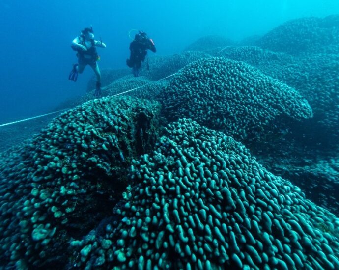 world’s-largest-coral-discovered-in-pacific-near-solomon-islands