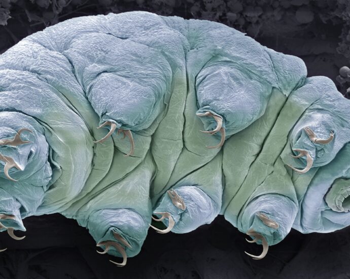 Teeny tardigrades can survive space and lethal radiation. Scientists may finally know how.