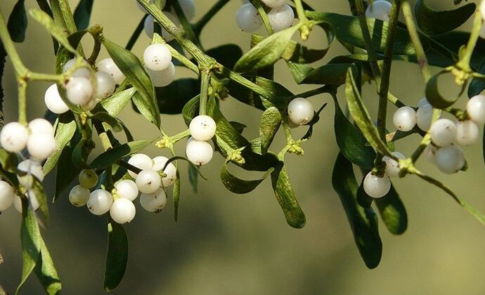 can-mistletoe-cure-cancer?