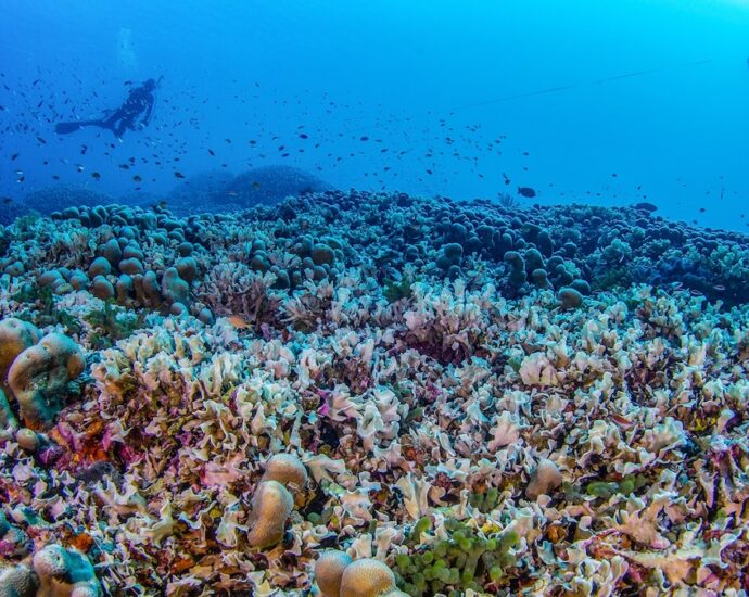 Scientists discover world’s largest coral—so big it can be seen from space