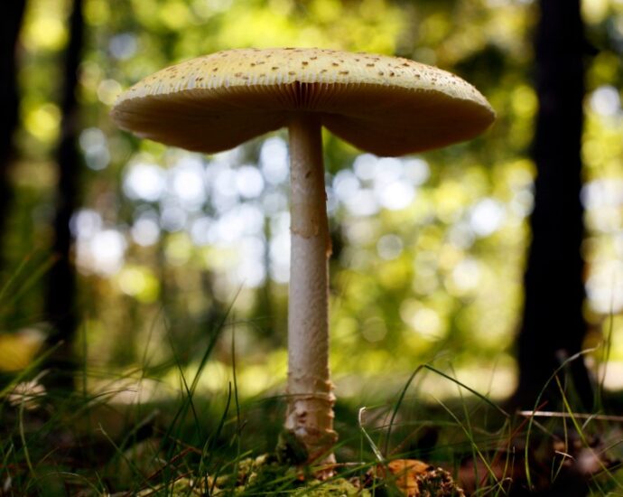 ai-chatbot-reportedly-says-to-eat-deadly-mushrooms