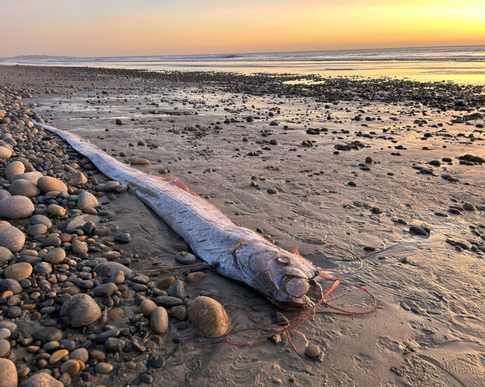 a-mythical-harbinger-of-doom-washes-up-on-a-california-beach