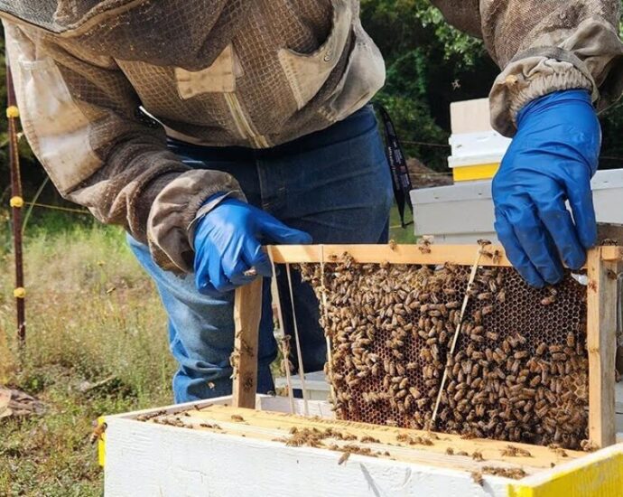 ‘all-we-could-do-was-watch’:-beekeeper-mourns-millions-of-bees-killed-in-mountain-fire