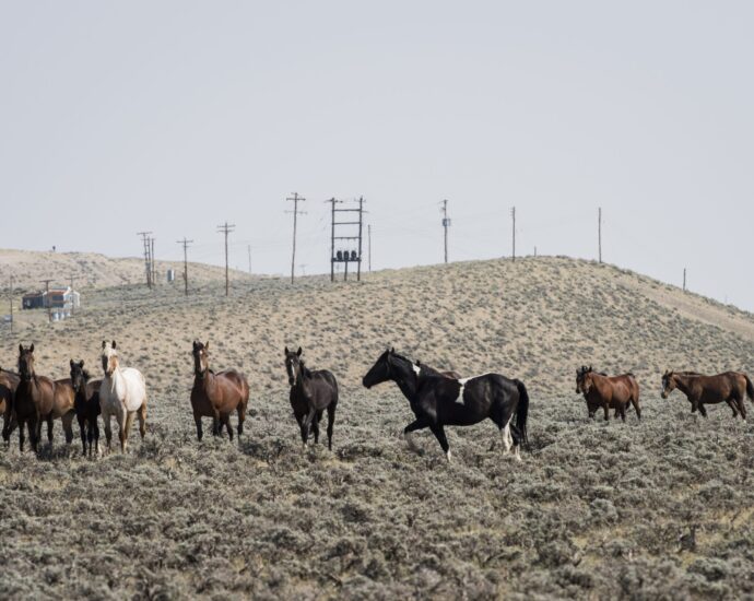 where-horses-roam,-sage-grouse-struggle