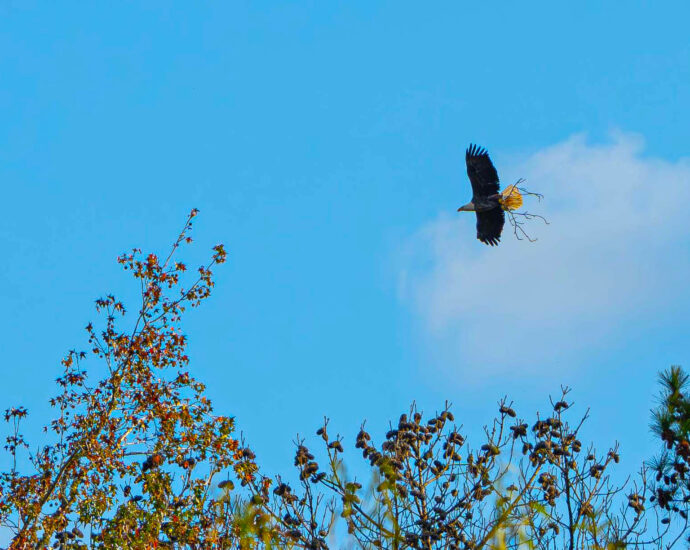 war-on-eagles?-in-auburn,-federal-officials-investigate-the-taking-of-a-bald-eagles’-nest-they-permitted