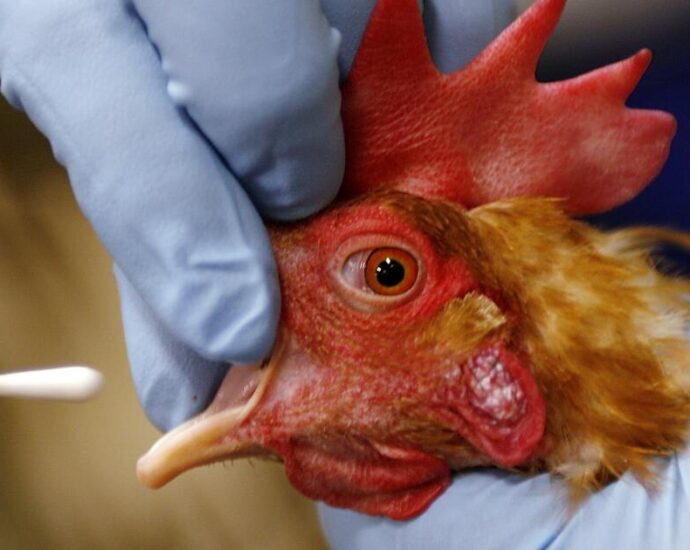 alameda-county-child-believed-to-be-latest-case-of-bird-flu;-source-unknown