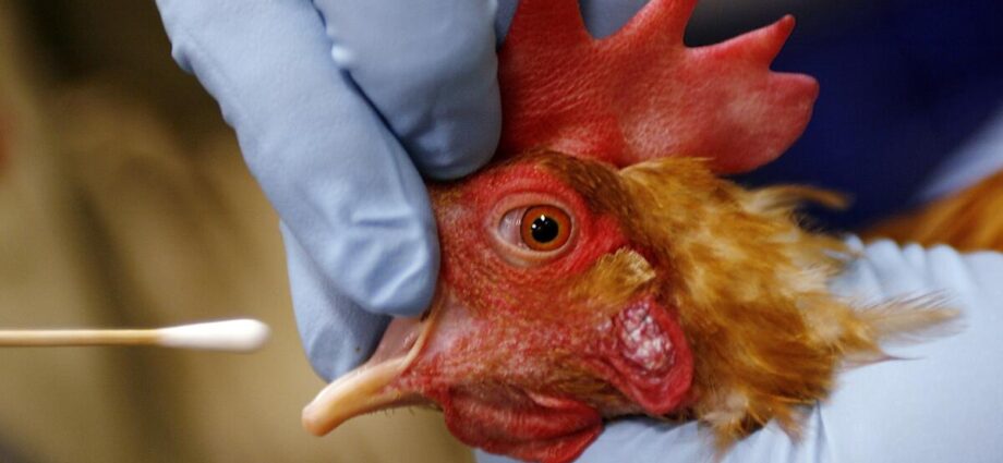 alameda-county-child-believed-to-be-latest-case-of-bird-flu;-source-unknown