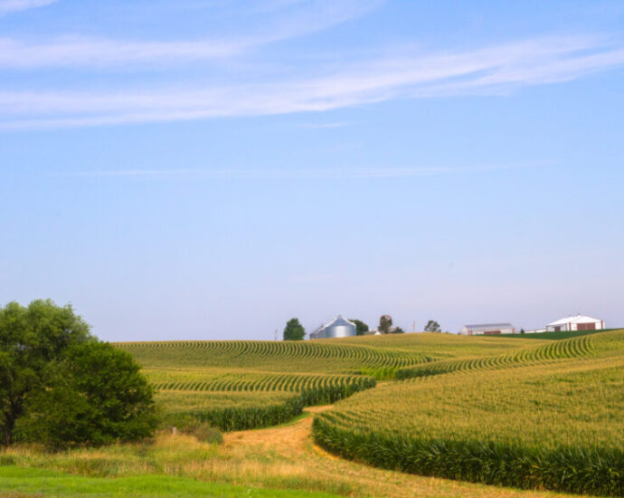 here-and-there,-organic-farming-still-thrives-in-heart-of-us.-corn-country