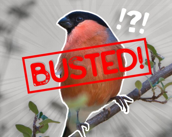 ubuntu?-that’s-a-bullfinch,-not-an-oriole