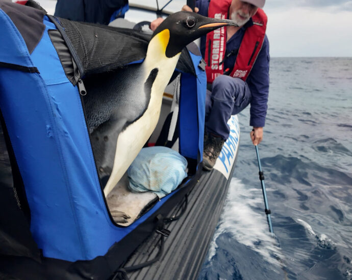 ‘good-luck,-gus’:-emperor-penguin-found-in-australia-is-released-back-into-the-wild